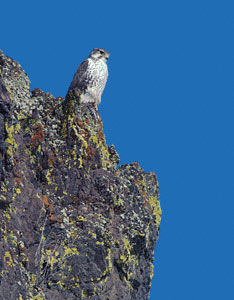 Prairie Falcon (Falco mexicanus) photo image