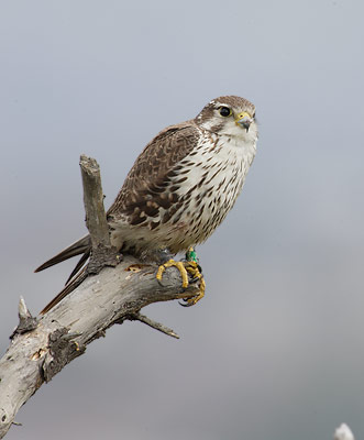 Prairie Falcon (Falco mexicanus) photo