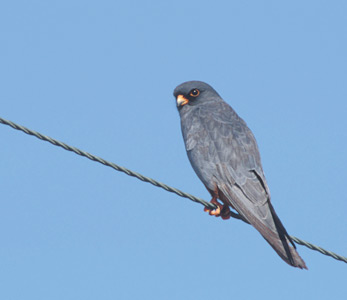 Red-footed Falcon (Falco vespertinus) photo image