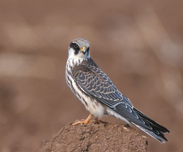 Red-footed Falcon (Falco vespertinus) photo image