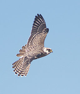 Red-footed Falcon (Falco vespertinus) photo image