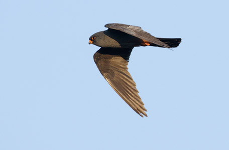 Red-footed Falcon (Falco vespertinus) photo image