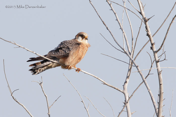 Red-footed Falcon (Falco vespertinus) photo image
