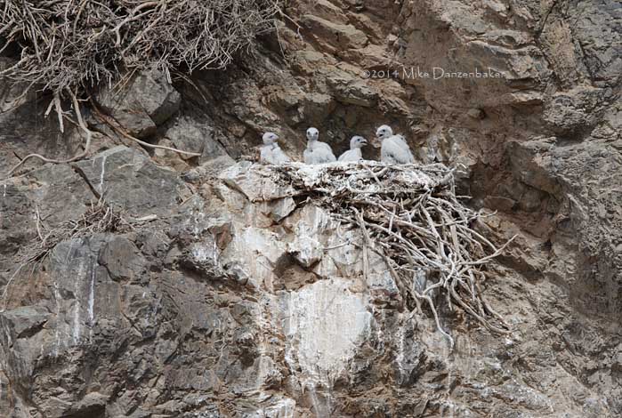 Saker Falcon (Falco cherrug) photo