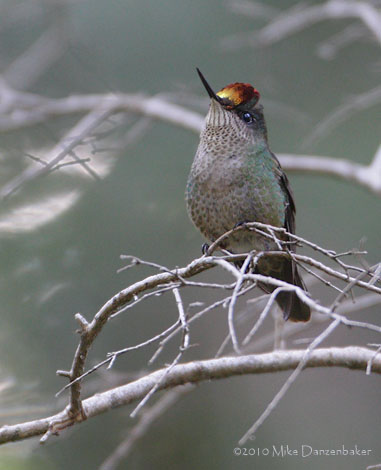 Green-backed Firecrown (Sephanoides sephanoides) photo