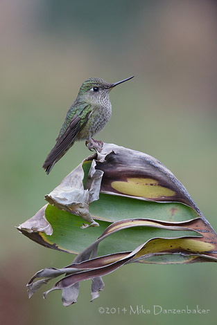 Green-backed Firecrown (Sephanoides sephanoides) photo image
