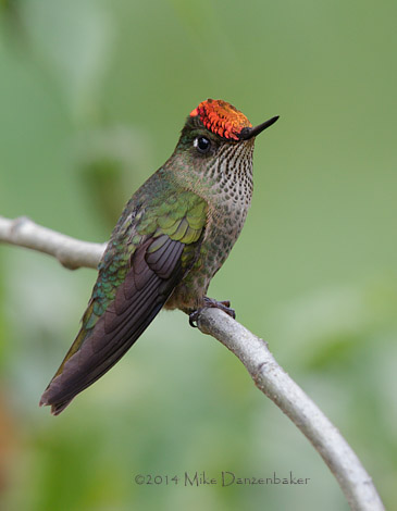 Green-backed Firecrown (Sephanoides sephanoides) photo image