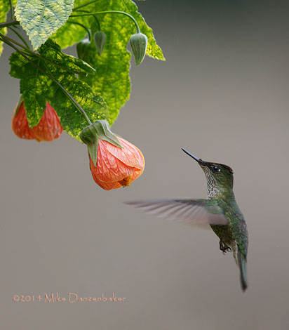 Green-backed Firecrown (Sephanoides sephanoides) photo image