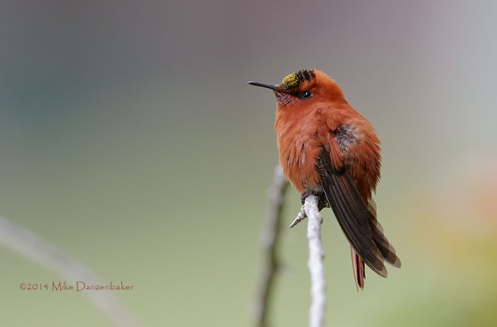 Juan Fernandez Firecrown (Sephanoides fernandensis) photo