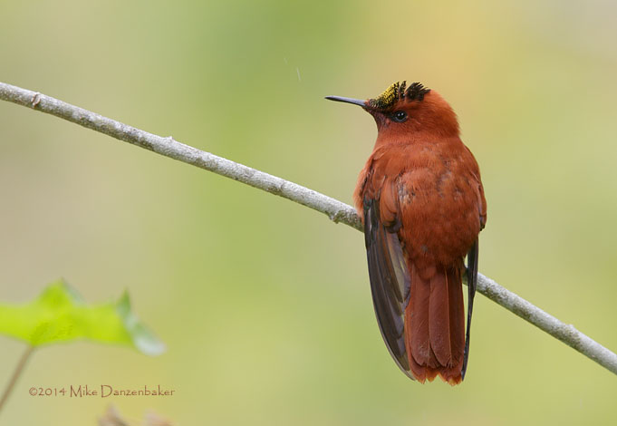Juan Fernandez Firecrown (Sephanoides fernandensis) photo