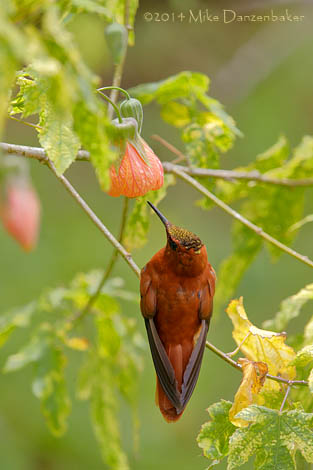 Juan Fernandez Firecrown (Sephanoides fernandensis) photo