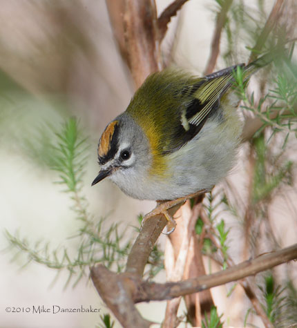 Madeira Firecrest (Regulus madeirensis) photo image