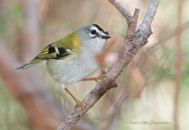 Madeira Firecrest (Regulus madeira) photo