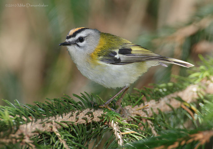 Madeira Firecrest (Regulus madeirensis) photo image