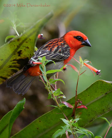 Red Fody (Foudia madagascariensis) photo image