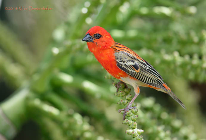 Red Fody (Foudia madagascariensis) photo image