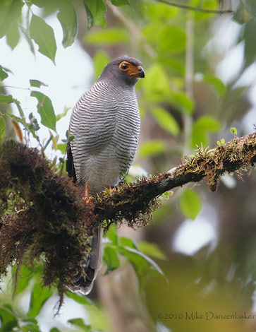 Barred Forest-Falcon (Micrastur ruficollis) photo