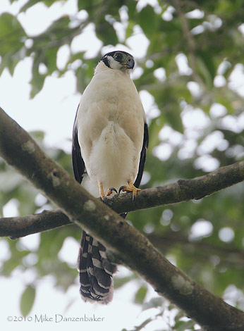 Collared Forest-Falcon (Micrastur semitorquatus) photo image