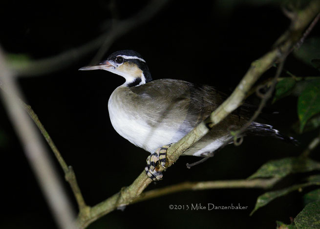 Sungrebe (Heliornis fulica) photo image