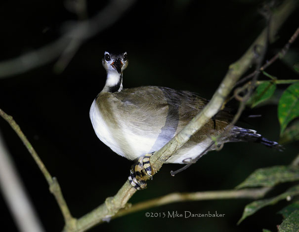 Sungrebe (Heliornis fulica) photo image