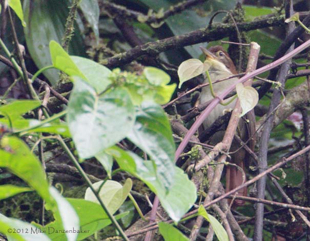 Bamboo Foliage-gleaner (Anabazenops dorsalis) photo