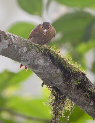 Buff-fronted Foliage-gleaner (Philydor rufum) photo image