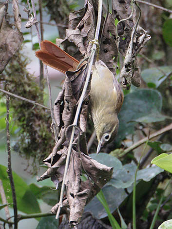 Montane Foliage-gleaner (Anabacerthia striaticollis) photo image