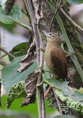 Montane Foliage-gleaner (Anabacerthia striaticollis) photo