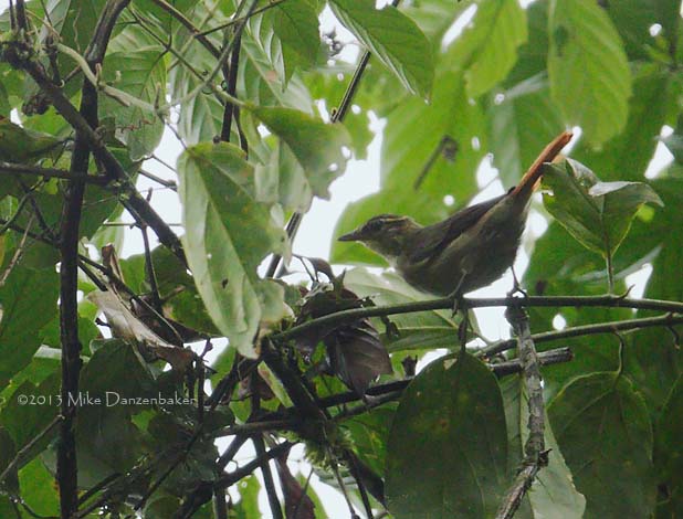 Rufous-rumped Foliage-gleaner (Philydor erythrocercum) photo image