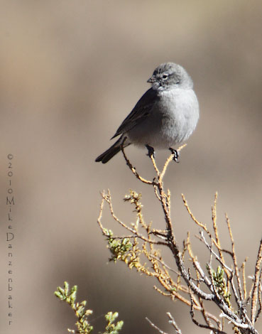 Ash-breasted Sierra Finch (Phrygilus plebejus) photo