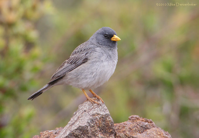 Band-tailed Sierra Finch (Phrygilus alaudinus) photo