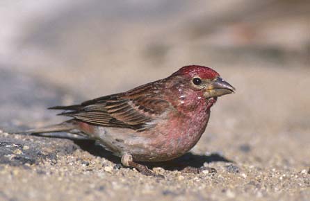 Cassin's Finch (Carpodacus cassinii) photo image