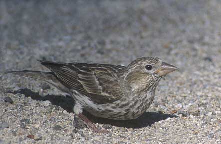 Cassin's Finch (Carpodacus cassinii) photo image