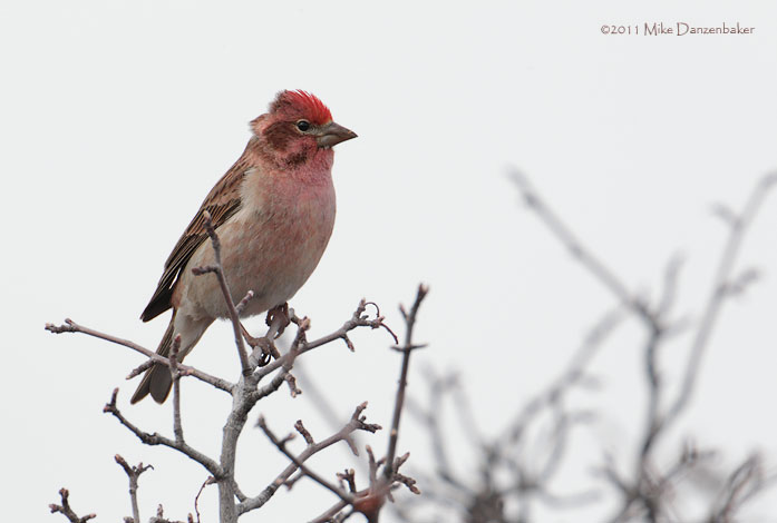 Cassin's Finch (Carpodacus cassinii) photo image