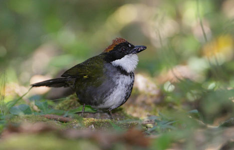 Chestnut-capped Brush-Finch (Buarremon brunneinucha) photo