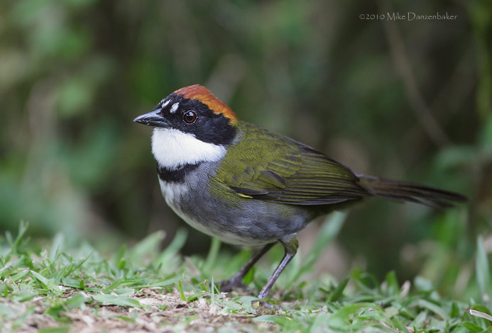 Chestnut-capped Brush-Finch (Buarremon brunneinucha) photo