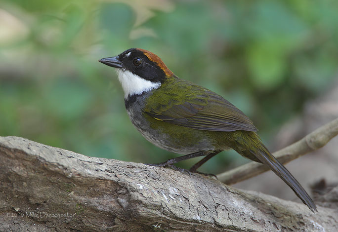 Chestnut-capped Brush-Finch (Buarremon brunneinucha) photo