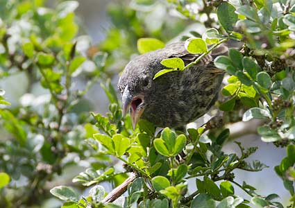 finch galapagos floreana geospiza