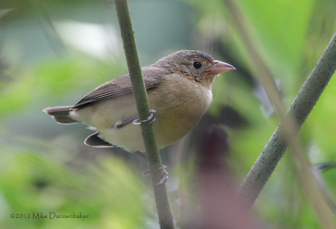 Crimson-breasted Finch (Rhodospingus cruentus) photo
