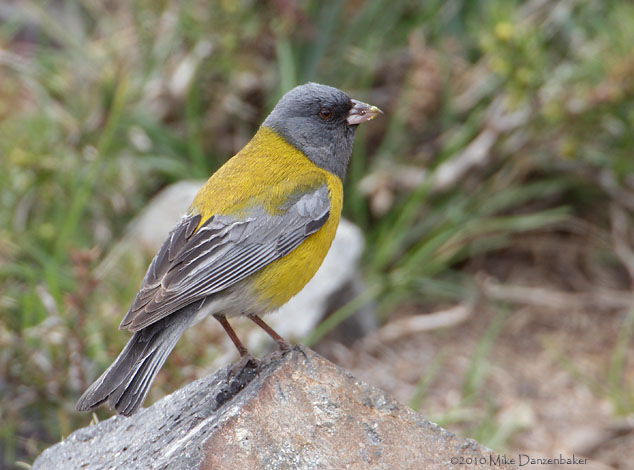 Gray-hooded Sierra Finch (Phrygilus gayi) photo