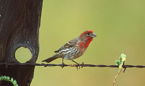 House Finch (Carpodacus mexicanus) photo image