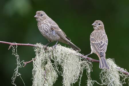 House Finch (Carpodacus mexicanus) photo image