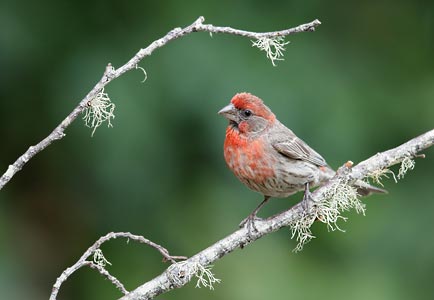 House Finch (Carpodacus mexicanus) photo image