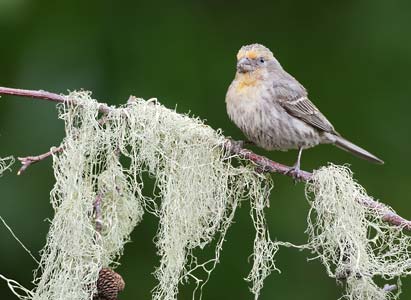 House Finch (Carpodacus mexicanus) photo image