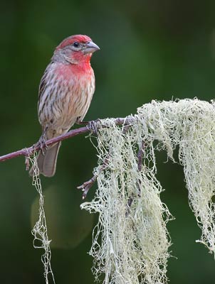 House Finch (Carpodacus mexicanus) photo image