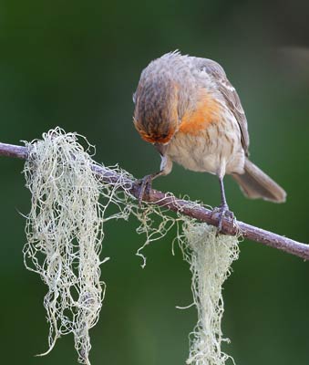 House Finch (Carpodacus mexicanus) photo image