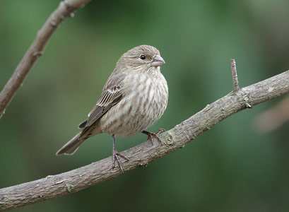 House Finch (Carpodacus mexicanus) photo image