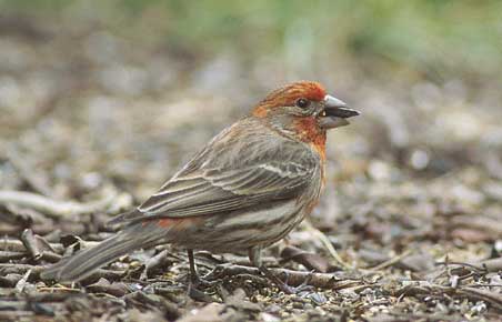 House Finch (Carpodacus mexicanus) photo image