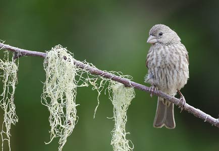 House Finch (Carpodacus mexicanus) photo image