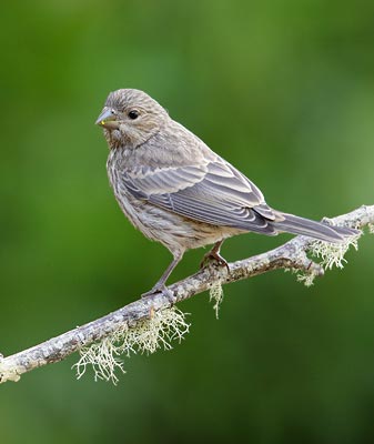 House Finch (Carpodacus mexicanus) photo image